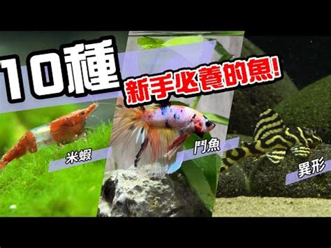 易養淡水魚|【易養魚】新手入門必看！5款懶人必備超好養的觀賞魚 – 每日新。